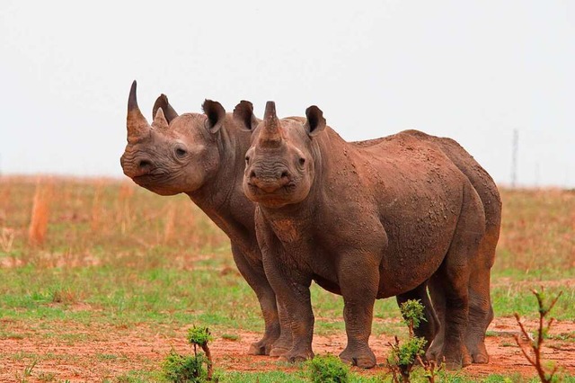 Breitmaulnashrner gehen auf dem Gebie...hornaufzucht von J. Hume in Sdafrika.  | Foto: Jrgen Btz (dpa)