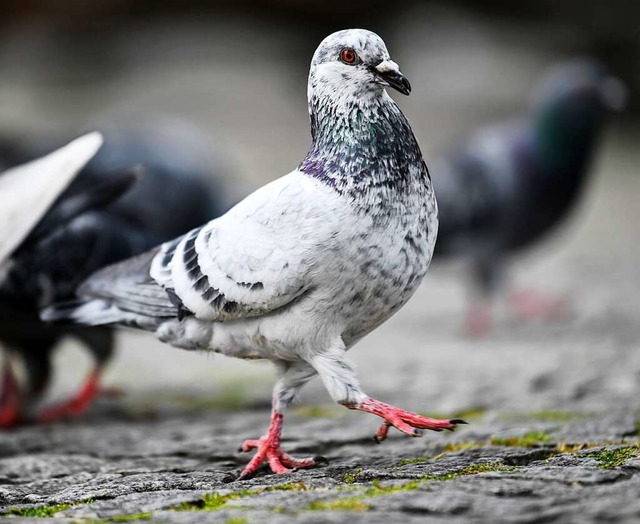 Damit das Vorhaben gelingen kann, drf...ht wild gefttert werden. (Symbolfoto)  | Foto: Kirsten Neumann (dpa)