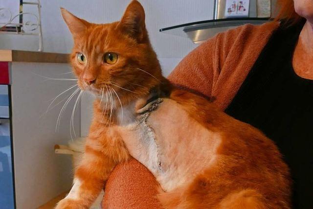 Katzenbeine abgetrennt: Polizei in Bad Krozingen sieht keinen Hinweis auf Tierqulerei