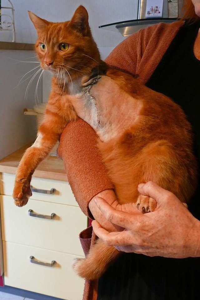 Kater Teddy hat sein linkes Vorderbein... geht davon aus, dass es die Bahn war.  | Foto: Frank Schoch