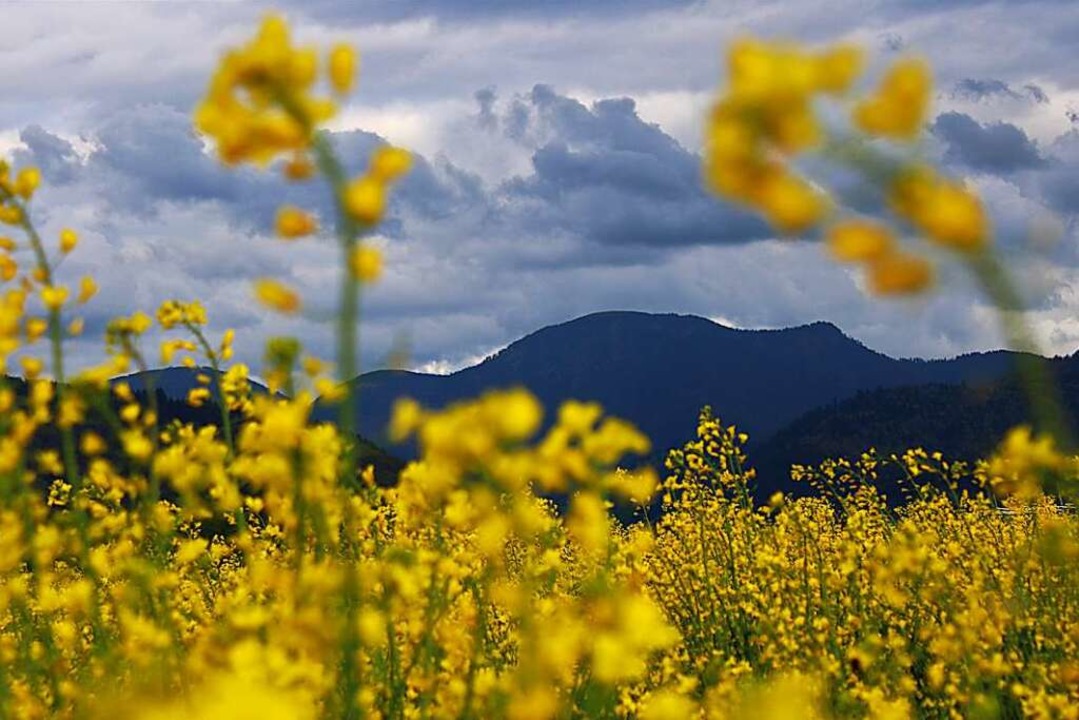 Der Belchen ist Mnstertals Hausberg und lockt viele Touristen in die Region.  | Foto: Harald Hfler