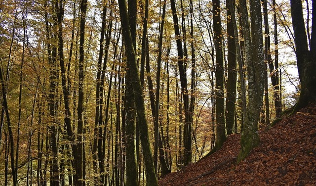 Wald bei Hausen  | Foto: Angelika Schmidt