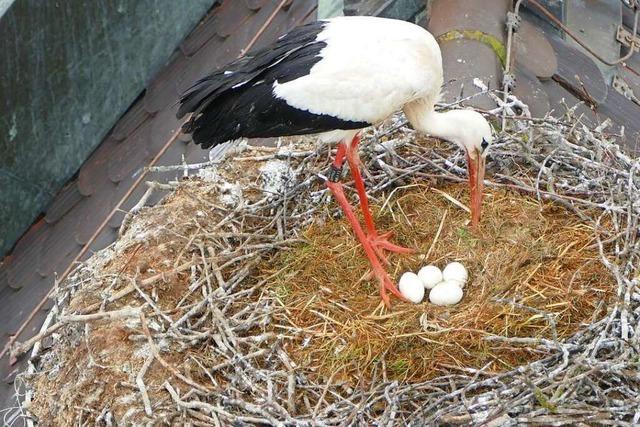 Denzlinger Storchendame Rosi hat einen neuen Liebhaber - und fnf Eier gelegt