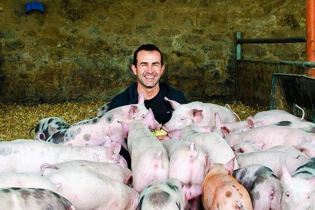 Ausflugstipp: Schweine bürsten auf dem Baldenwegerhof in Stegen