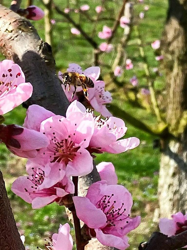 Zum Bestuben von Blten wie diese braucht es Bienen.  | Foto: Stefanie Lapcik