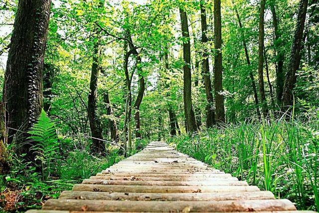 Wasserpfad im Sulzbachtal  | Foto: Stadt Lahr