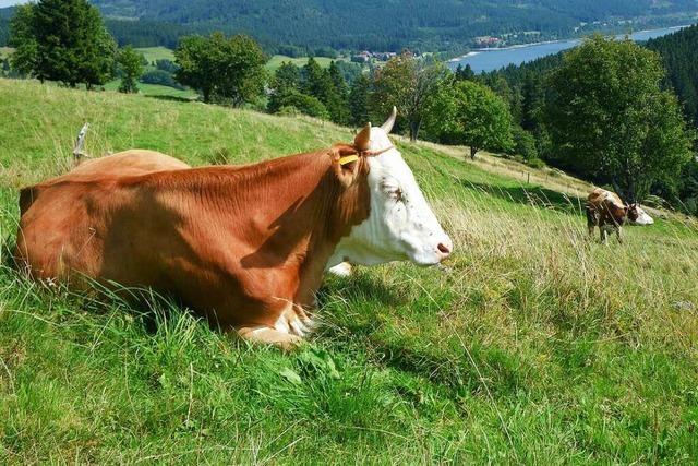 Todtnauer Landwirt soll Tod zweier Kühe auf der Weide selbst verschuldet haben