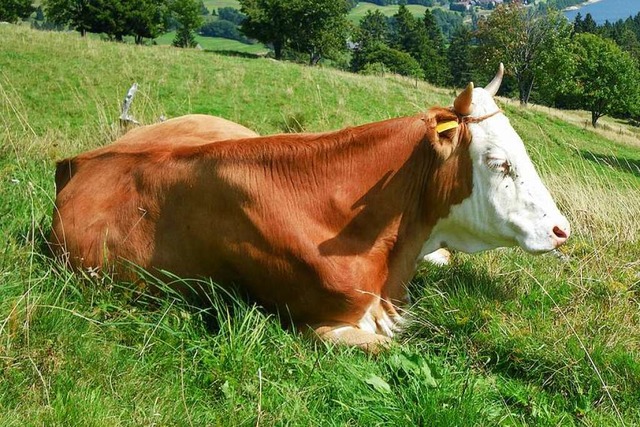 Vor neun Monaten starben  zwei Khe au...rt Strafbefehl beantragt (Symbolfoto).  | Foto: Pohlmann