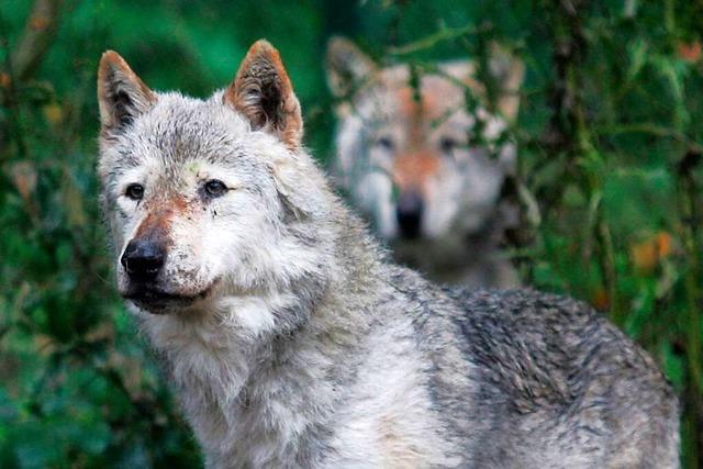 Abgeordnete aus der Region Lörrach fordern ein Monitoring und Bejagung für Wolfsbestand