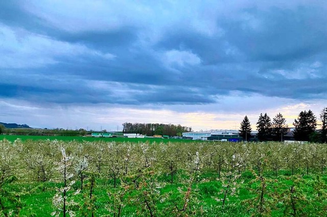 Auf dieser Ackerflche in Auggen zwisc...oll ein neues Gewerbegebiet entstehen.  | Foto: Ralf Strittmatter