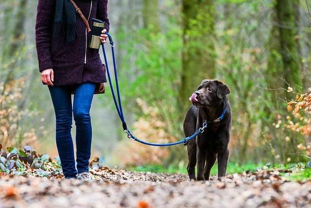 Emmendinger Kreisjägermeister: Darum ist es jetzt wichtig, Hunde beim Waldspaziergang anzuleinen