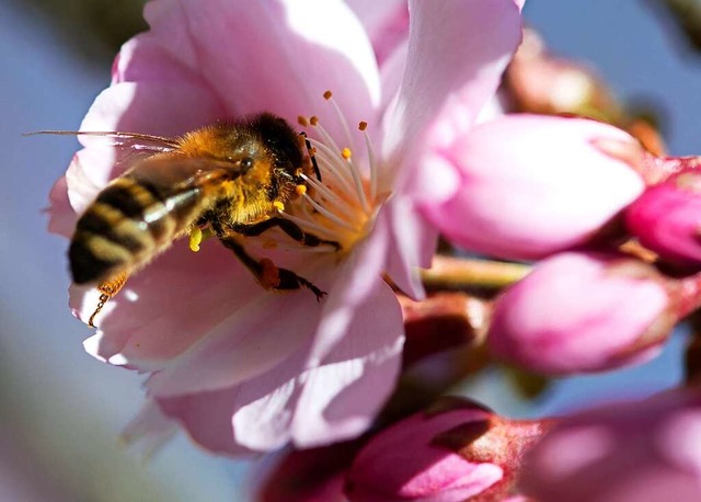Eine Biene sammelt bei Sonnenschein Pollen von einer Kirschblte.  | Foto: Sven Hoppe (dpa)