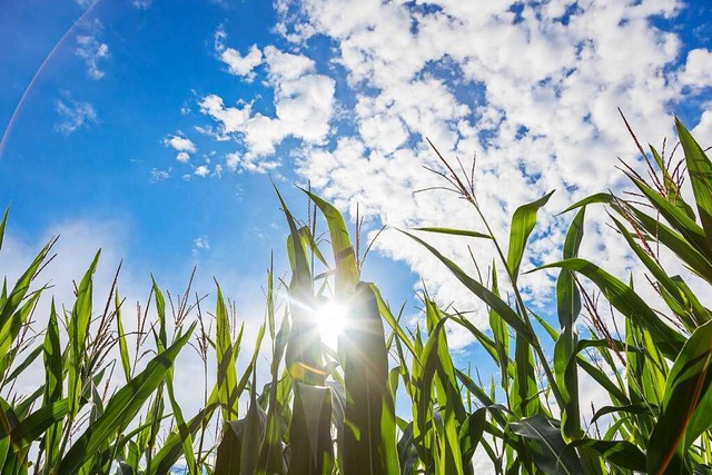 Ein Spaziergang bei Sonnenschein ist b...geslichts auch gut fr die Gesundheit.  | Foto: Jrgen Schwarz