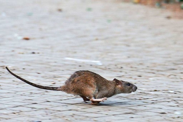 Eine Ratte luft, aufgeschreckt durch ...e Stadt Stuttgart Ratten auf der Spur.  | Foto: Bernd von Jutrczenka (dpa)