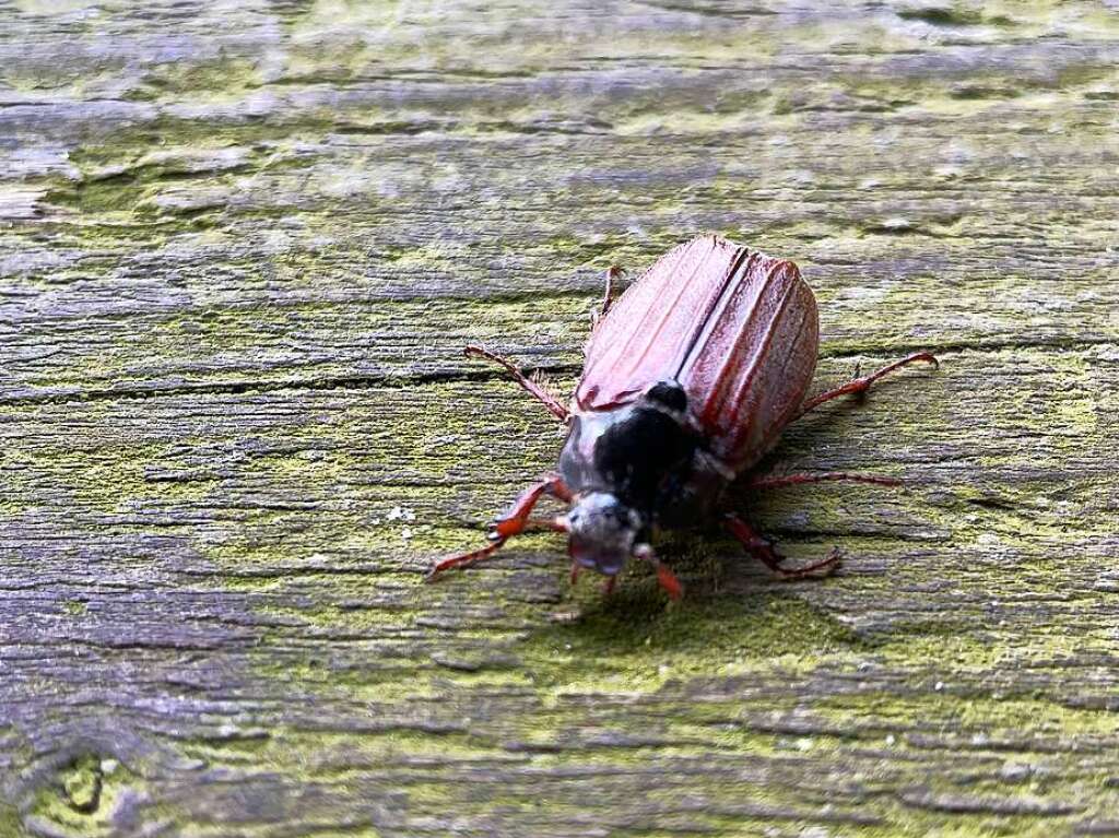 Groer Andrang herrschte am Sonntagnachmittag beim Gipfeltreffen mit Jungweinprobe auf der Katzensteinbuckhtte.