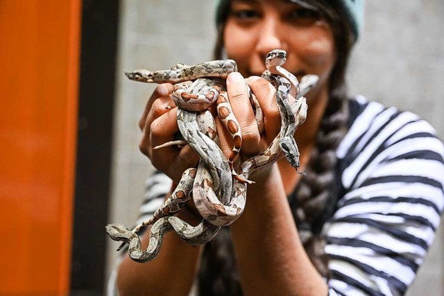 Reptilienhaus-Mitarbeiterin Renate Hug mit einigen der Boa-Babys  | Foto: Felix Kstle (dpa)