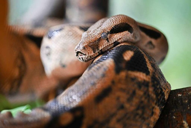 Mama-Boa Hermine  | Foto: Felix Kstle (dpa)