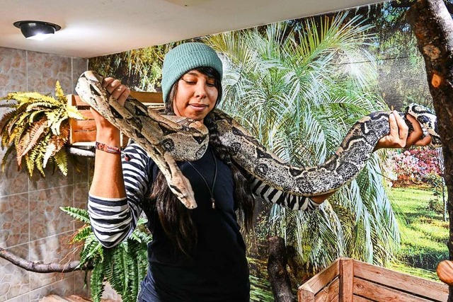 Renate Hug, Mitarbeiterin im Reptilien...constrictor-Vater Snape in den Hnden.  | Foto: Felix Kstle (dpa)