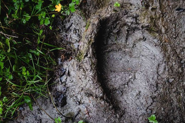 Spur eines Bren (Symbolbild)  | Foto: Lilian Cazabet via www.imago-images.de