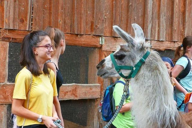 Mit Lamas vom Ruhbauernhof in Kirchzarten können Kinder das Dreisamtal erkunden