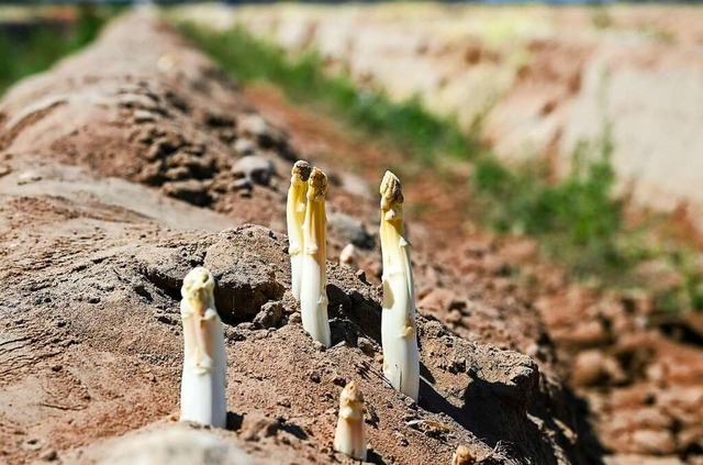 Das Stangengemse hat wieder Hochsaiso... dem weien Spargel den Rcken kehren.  | Foto: Jens Kalaene (dpa)