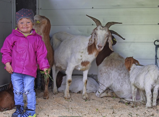 Keine Angst vor groen Tieren: Die kle...schaftspflege Schnenberg die Ziegen.   | Foto: Ralph Lacher