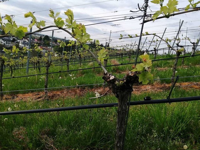 Etliche Winzer haben schon ihre Weinberge mit Bewsserungsanlagen ausgestattet.  | Foto: Winfried Kninger