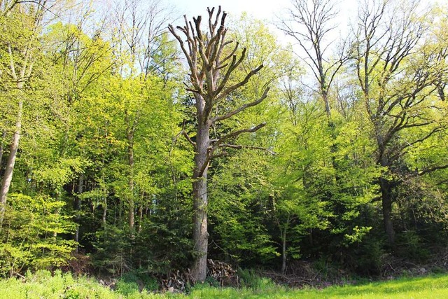 Totholzbume bieten vielen Arten wertvolle Lebensrume.  | Foto: Lothar Vogt