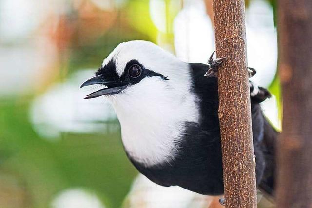 Basler Zoo erffnet sein neues Vogelhaus am 3. Juni