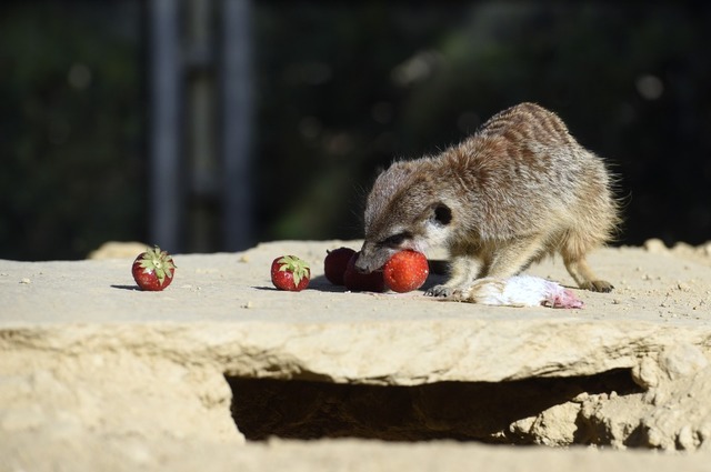 2018: Erdmnnchen beim Fressen im Tiergehege Mundenhof.  | Foto: Thomas Kunz