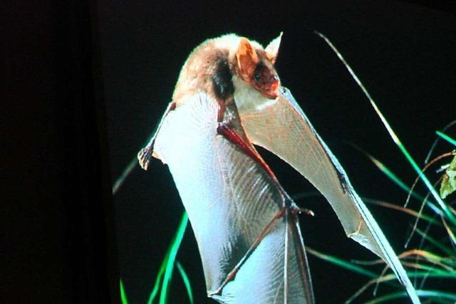 In Bonndorf wird der Lebensraum fr Fledermuse untersucht