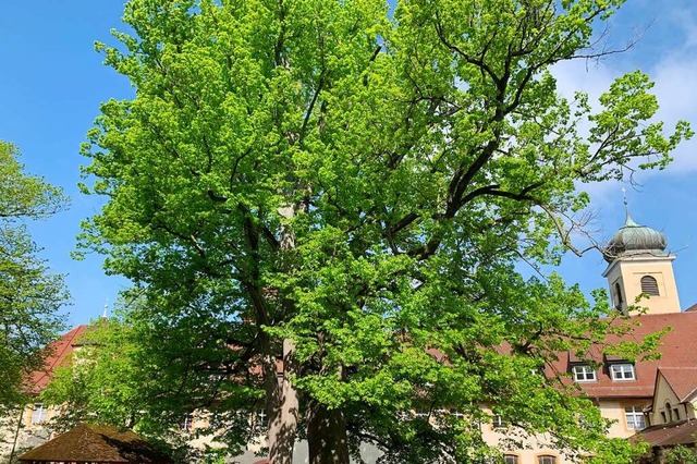 Die  Schlossgebude und die Linden bil...s etwas unterschiedliche Angaben gibt.  | Foto: Simone Hhl