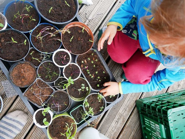 Fr den anstehenden Pflanzentausch hat...ald bereits einige Setzlinge  gezogen.  | Foto: Moira Thimm