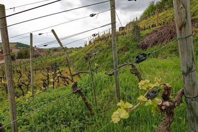 Die Rebflurbereinigung am Scheibenbuck...rstandsfhige Sorte gepflanzt werden.   | Foto: Martin Wendel