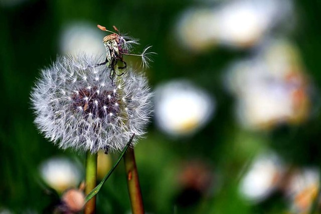 Lwenzahn blht auf einer Wiese am Tegernsee.  | Foto: Federico Gambarini (dpa)