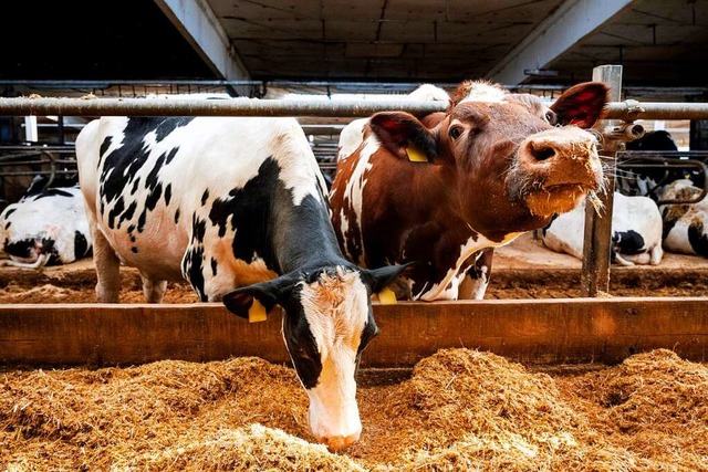 Die Landwirtschaft ist vielfltig und ... im Schwarzwald und in der Rheinebene.  | Foto: Daniel Bockwoldt (dpa)