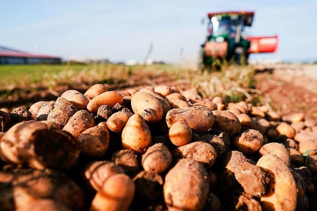 Den Forchheimer Kartoffelbauern macht der Drahtwurm zu schaffen (Symbolbild).  | Foto: Uwe Anspach (dpa)