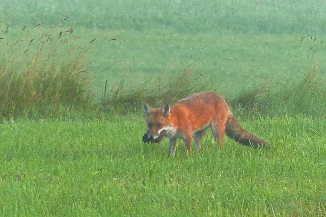 Ein Fuchs hat auf einer Wiese bei Titi...ie Aufnahme stammt vom September 2021.  | Foto: Wolfgang Zengler
