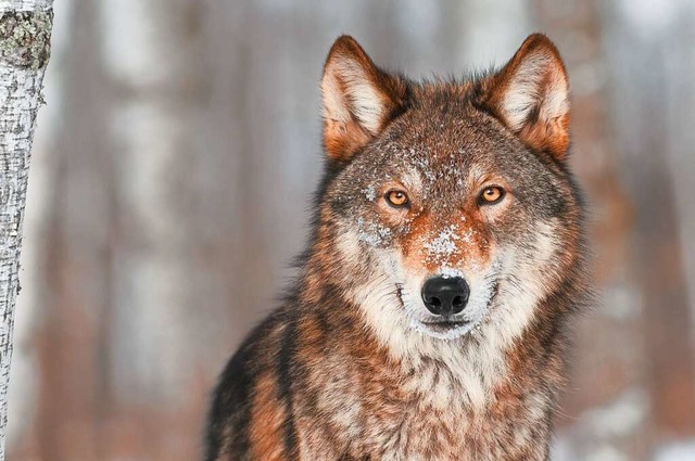 Der Wolf bindet zunehmend Krfte im Landratsamt.  | Foto: Holly Kuchera (stock.adobe.com)