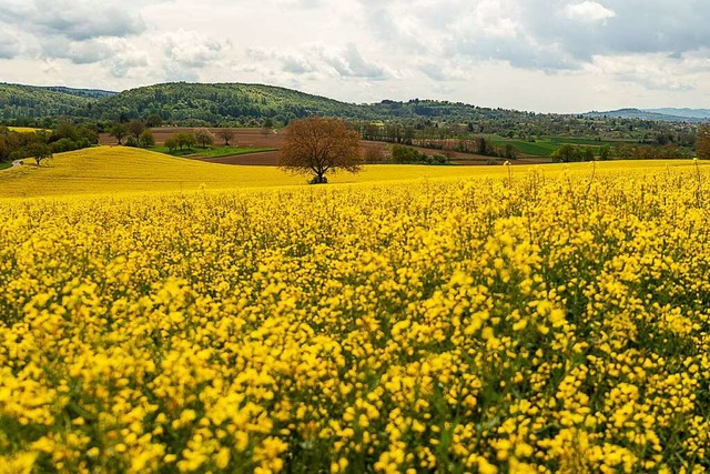 Rapsfeld.  | Foto: Reinhard Pelzer