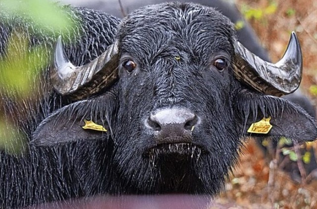 Ein Wasserbffel  | Foto: Andreas Drouve (dpa)