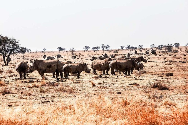 Bedrohte Art: Seit 2009 wurden alleine...afrika  fast 10.000 Nashrner gettet.  | Foto: Mark Lewis