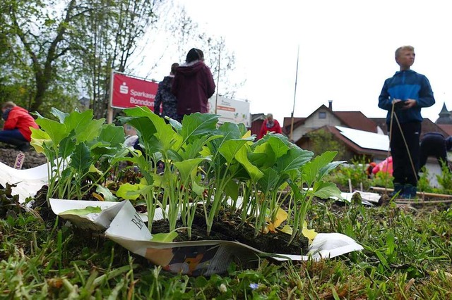 Seit 2022 gibt&#8217;s den Schulgarten an der Gartenstrae in Bonndorf.  | Foto: Verena Pichler