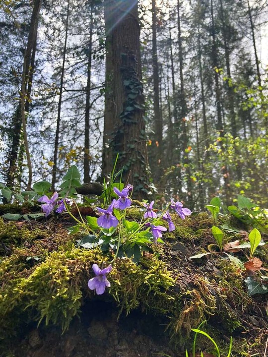 Violette Veilchen strecken ihre Köpfchen aus dem Waldboden der Sonne entgegen.  | Foto: Ronja Vattes
