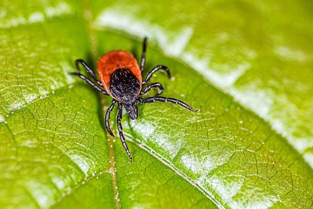 Der Stich des gemeinen Holzbocks kann die Lyme-Borreliose auslsen.  | Foto: Michael (stock.adobe.com)