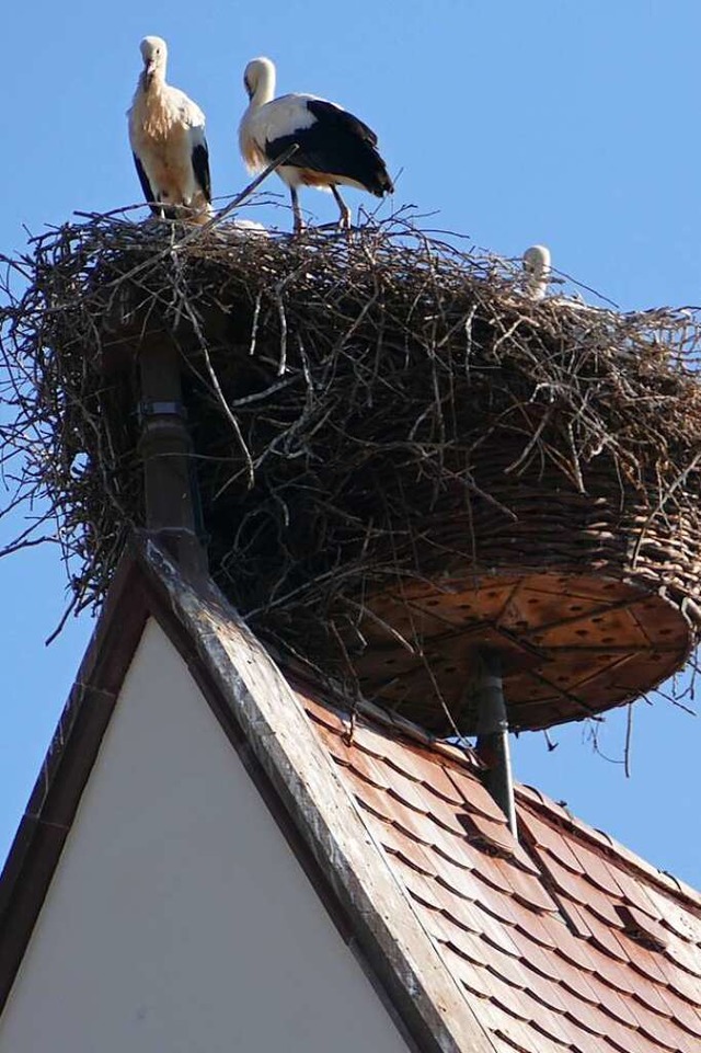 Das Storchennest auf dem Eimeldinger K...komplett erneuert werden (Archivbild).  | Foto: Victoria Langelott