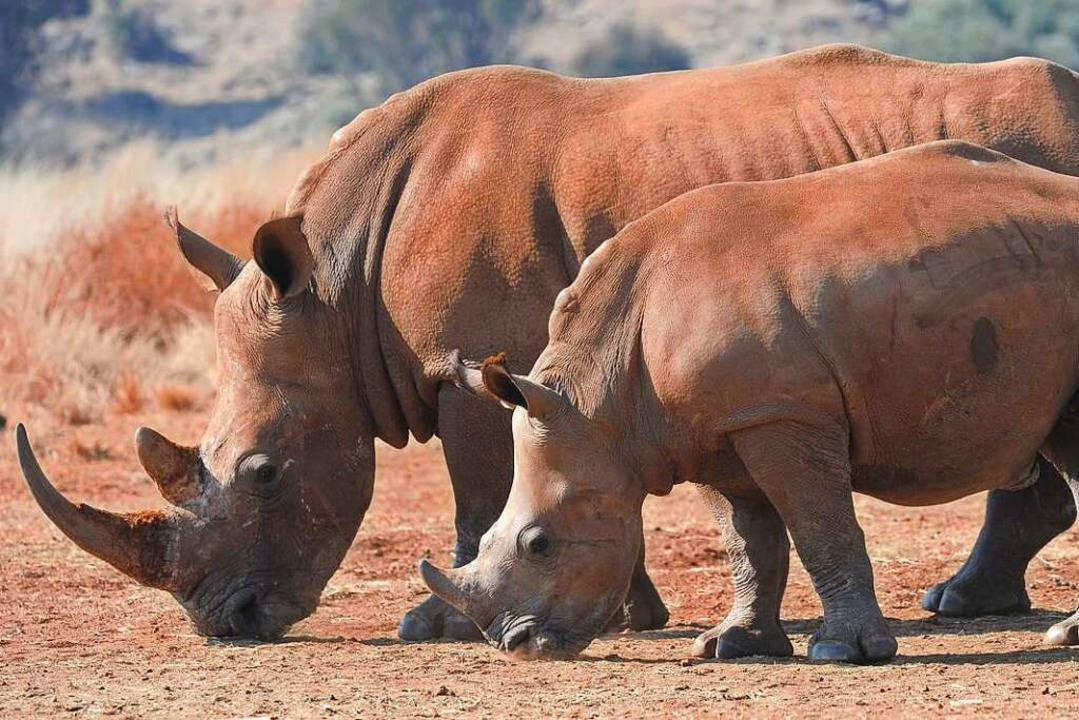 Das Horn des Nashorns ist bei Wilderer...sie es für viel Geld verkaufen können.  | Foto: Achim Scheidemann (dpa)