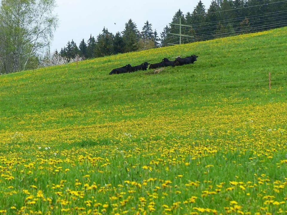 Das Wetter ist nicht berauschend, die ...ner Weide bei Rudenberg sind gelassen.  | Foto: Wolfgang  Zengler