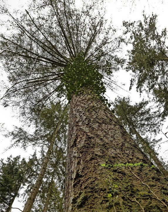 Diese nur noch schwach benadelte Dougl...den Waldarbeitern im Forchheimer Wald.  | Foto: Martin Wendel