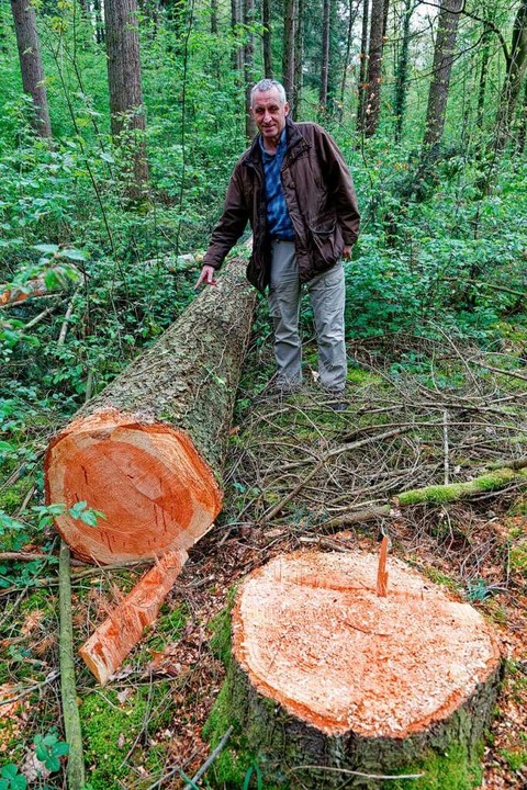 Frster Arno Umhauer neben einer gefllten Douglasie.  | Foto: Martin Wendel